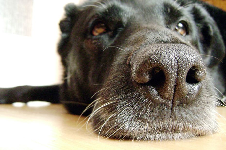 China Revoluciona la Comunicación con Mascotas: Patenta IA para Traducir Sonidos al Lenguaje Humano